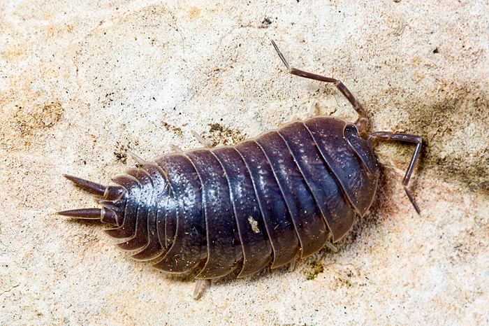 Porcellio sp. da Malta